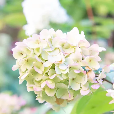 Apartment Schloss Rauchenbichl *