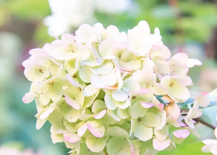 Appartement Schloss Rauchenbichl *