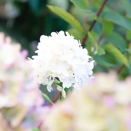 Lejlighed Schloss Rauchenbichl Salzburg